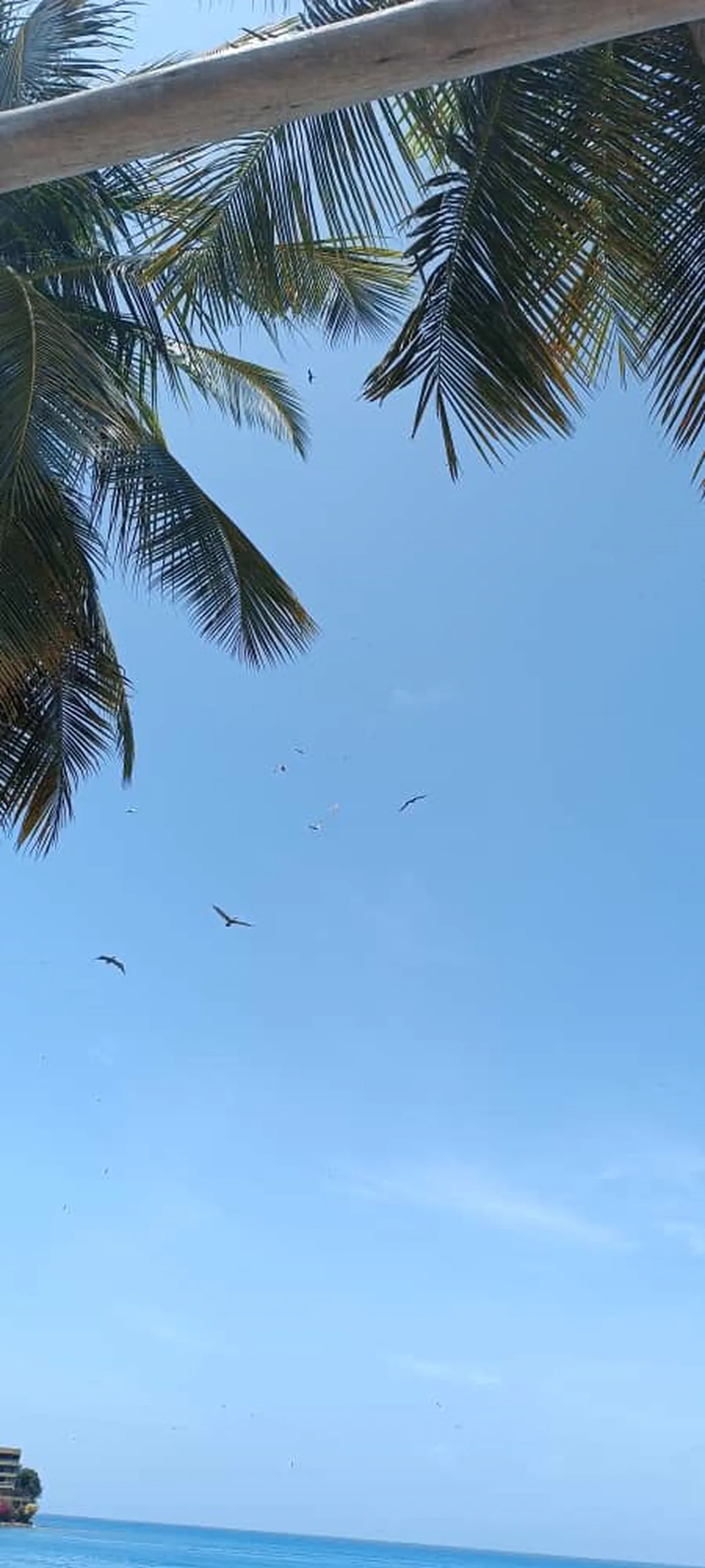 Palmera tropical con vista a Boa Vista y Brasil